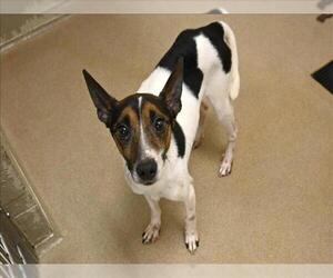 Mutt Dogs for adoption in Decatur, IL, USA