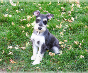 Schnauzer (Miniature) Puppy for sale in SYRACUSE, IN, USA