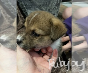 Norweigian Lundehund-Pembroke Welsh Corgi Mix Puppy for sale in ALEXANDRIA, VA, USA