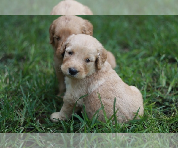 Medium Photo #4 Goldendoodle Puppy For Sale in AIKEN, SC, USA