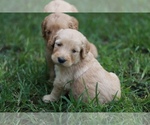 Small Photo #4 Goldendoodle Puppy For Sale in AIKEN, SC, USA