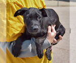 Small #3 American Staffordshire Terrier Mix