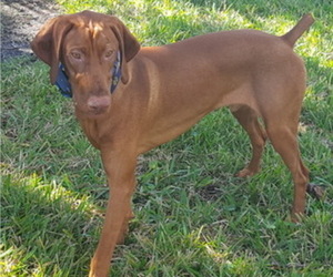 Father of the Vizsla puppies born on 01/24/2021
