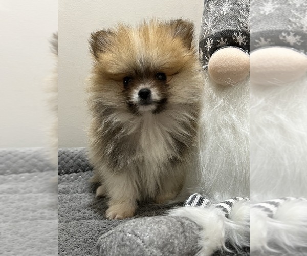 Medium Photo #3 Pomeranian Puppy For Sale in BEECH GROVE, IN, USA