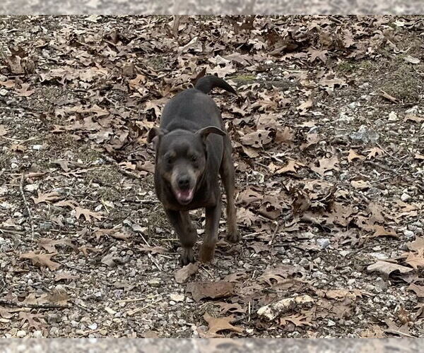 Medium Photo #3 Pug-Unknown Mix Puppy For Sale in Harrison, AR, USA