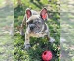 Small French Bulldog