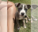 Small Photo #5 Mutt Puppy For Sale in Ball Ground, GA, USA