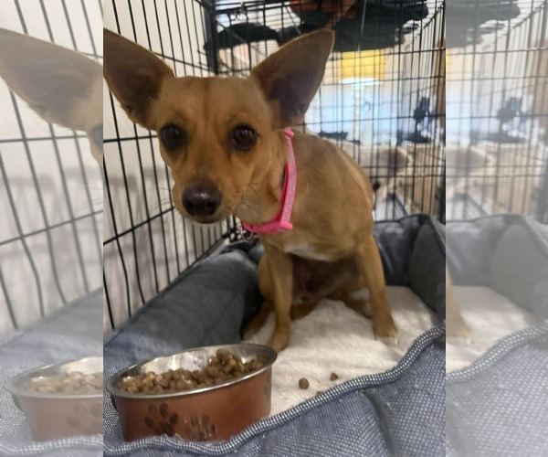 Medium Photo #1 Chiweenie Puppy For Sale in Princeton, MN, USA