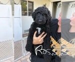 Small Photo #1 Labradoodle Puppy For Sale in PLACIDA, FL, USA