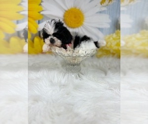 Shih Tzu Puppy for Sale in RIPLEY, Mississippi USA