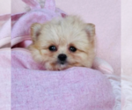 Hand delivery - Female ShihPoo Puppy for Sale - Photo #10