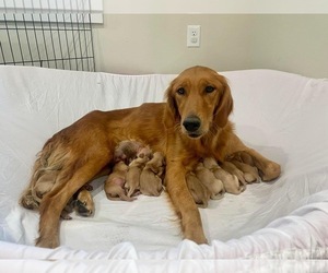 Mother of the Golden Retriever puppies born on 11/08/2023