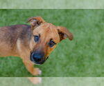 Small #1 German Shepherd Dog Mix