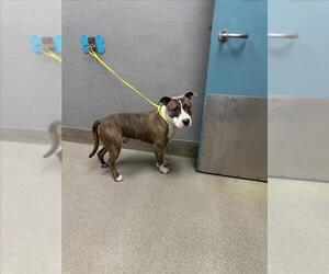 American Pit Bull Terrier-Unknown Mix Dogs for adoption in Las Vegas, NV, USA