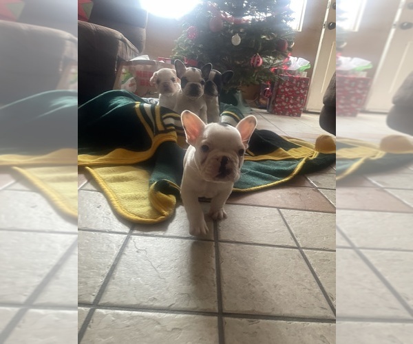 Medium Photo #6 French Bulldog Puppy For Sale in ARLETA, CA, USA