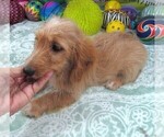 Small #3 Chiweenie-Poodle (Toy) Mix