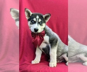 Siberian Husky Puppy for sale in QUARRYVILLE, PA, USA