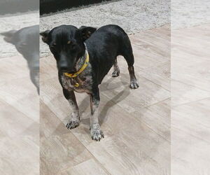 Cosette - Female Chihuahua-Unknown Mix Dog for Adoption - Photo #2