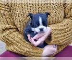 Small Photo #9 Boston Terrier Puppy For Sale in MCMINNVILLE, TN, USA