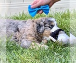 Small #6 Bernedoodle (Miniature)