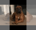 Small Photo #10 Boerboel Puppy For Sale in WEST PALM BCH, FL, USA