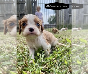 Cavalier King Charles Spaniel Puppy for sale in TULSA, OK, USA