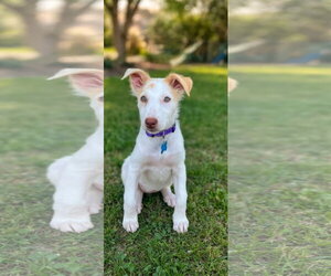 Mutt Dogs for adoption in Plainfield, IL, USA