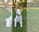 Sofia - Male Mutt Dog for Adoption - Small photo