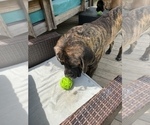 Small Photo #3 American Mastiff Puppy For Sale in ALEXANDRIA, VA, USA