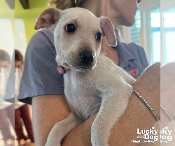 Medium Photo #4 Chihuahua-Unknown Mix Puppy For Sale in Washington, DC, USA