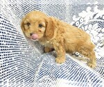 Small Photo #6 Cavapoo Puppy For Sale in NORWOOD, MO, USA