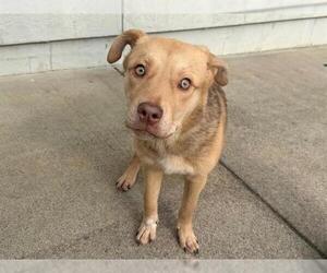 Mutt Dogs for adoption in Santa Rosa, CA, USA