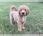 Small Photo #2 Goldendoodle Puppy For Sale in CANON, GA, USA