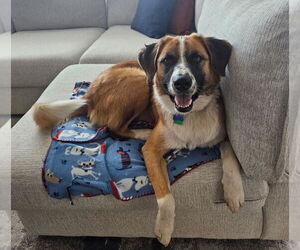 Australian Shepherd-Unknown Mix Dogs for adoption in Winter Park, CO, USA