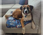Small Australian Shepherd Mix