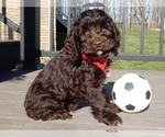 Small Photo #6 Cockapoo Puppy For Sale in MILLERSBURG, OH, USA