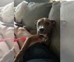 Small #14 American Pit Bull Terrier Mix