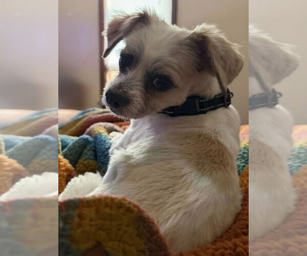 Medium Photo #2 Mal-Shi Puppy For Sale in Omaha, NE, USA