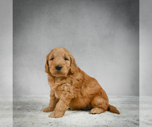 Goldendoodle Puppy for sale in ITASCA, TX, USA