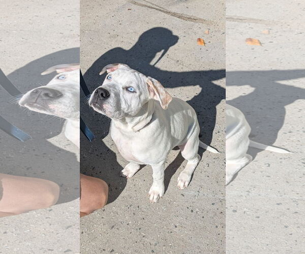 Medium Photo #1 American Pit Bull Terrier-American Staffordshire Terrier Mix Puppy For Sale in Thomasville, NC, USA