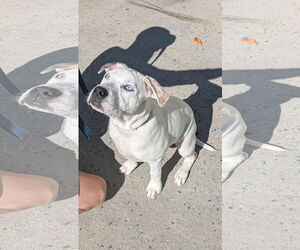 American Pit Bull Terrier-American Staffordshire Terrier Mix Dogs for adoption in Thomasville, NC, USA