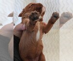 Small #6 Cavalier King Charles Spaniel
