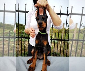 Doberman Pinscher Puppy for sale in KATY, TX, USA