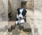Puppy West LA Fade Border Collie
