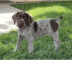 Puppy 2 Wirehaired Pointing Griffon