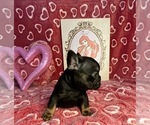 Small Photo #2 French Bulldog Puppy For Sale in REDMOND, WA, USA