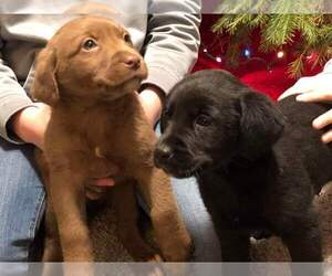 Sheprador Puppy for sale in PARKER, PA, USA