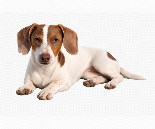 Medium Photo #1 Dachshund Puppy For Sale in HAWTHORNE, CA, USA