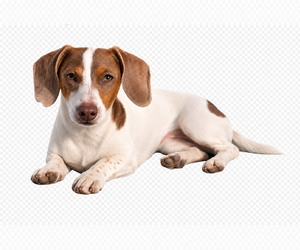 Mother of the Dachshund puppies born on 05/11/2026