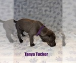 Puppy Tanya Tucker Great Dane